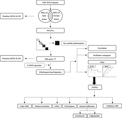 Identification of a prognostic signature and ENTR1 as a prognostic biomarker for colorectal mucinous adenocarcinoma